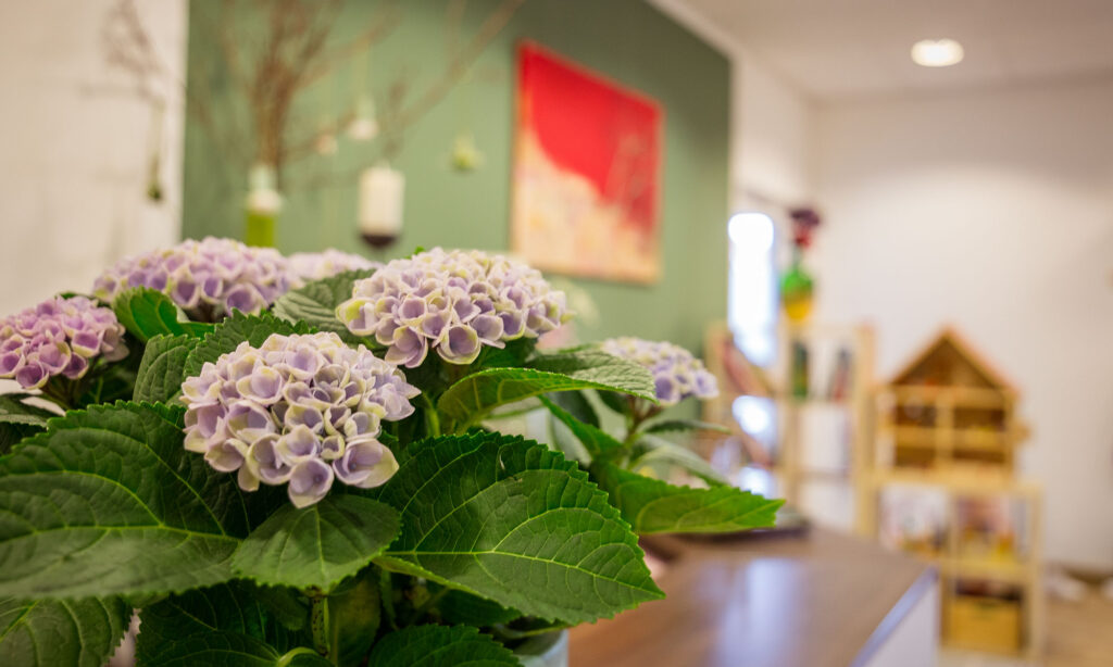 Bild einer Hortensie, welche im Wartezimmer steht